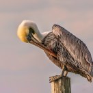 Old Man of the Sea